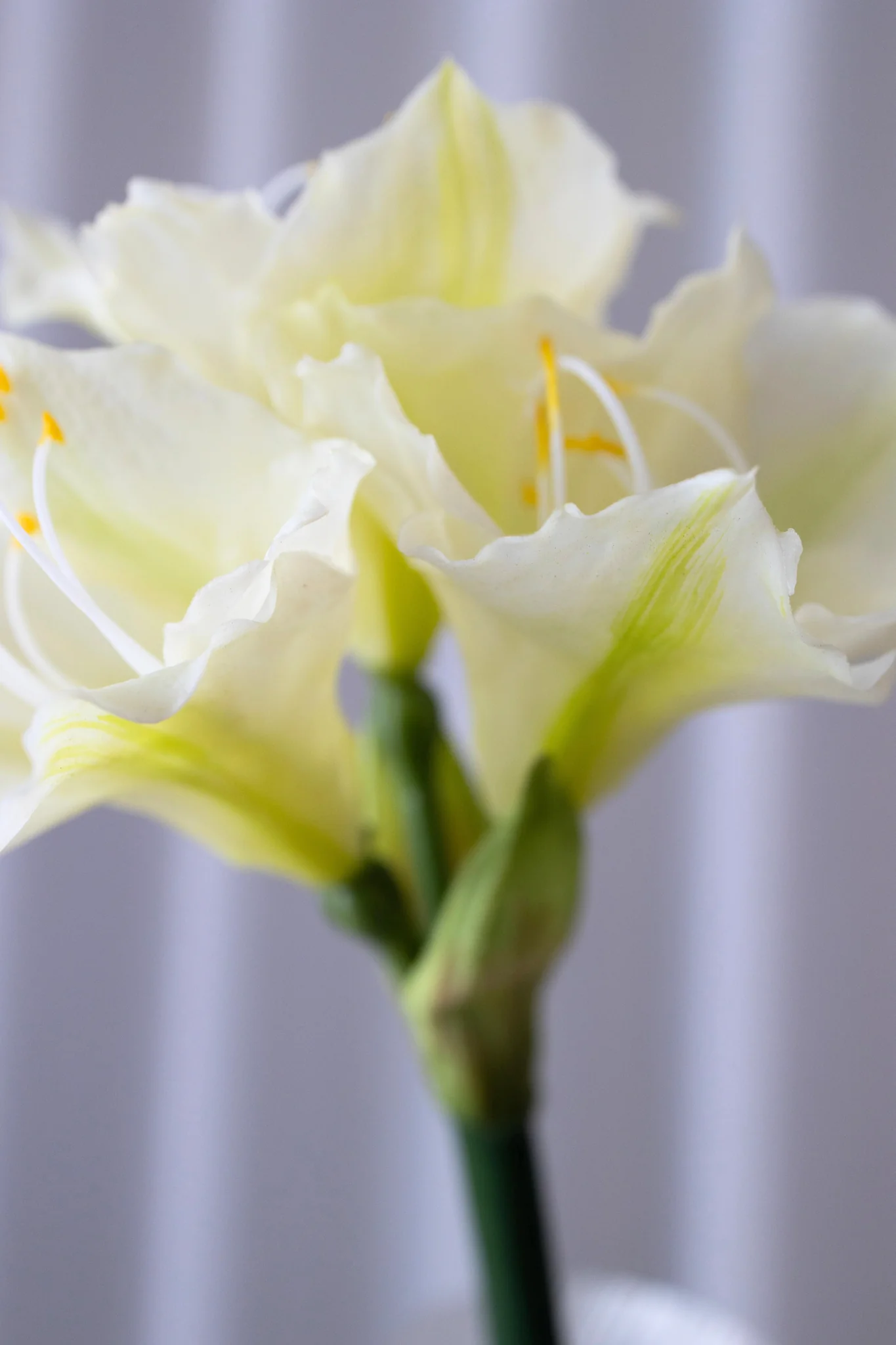 Kunstig amaryllis - hvid - Image 2
