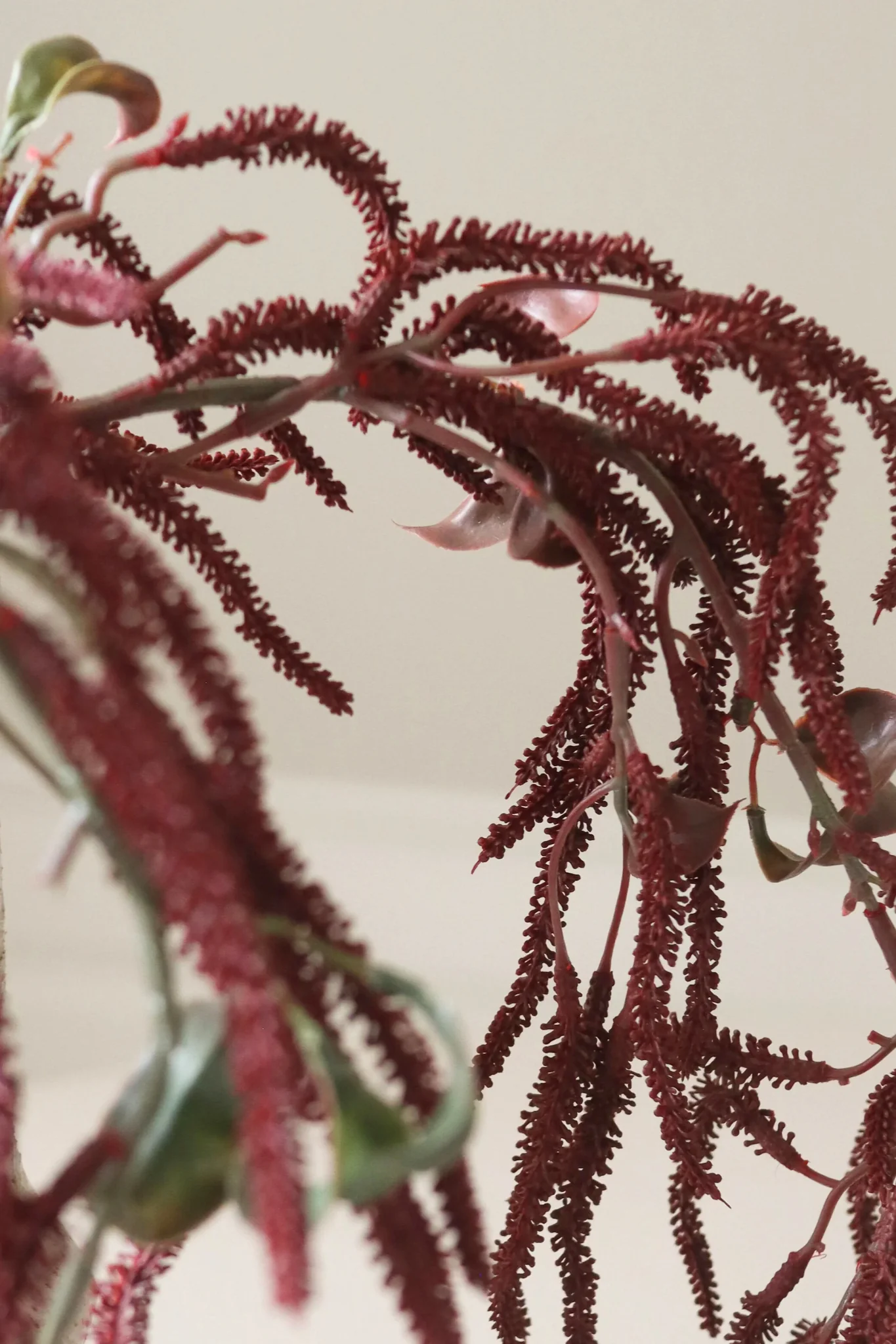 Amarant Cruentus blomst - mørkerød - Image 2