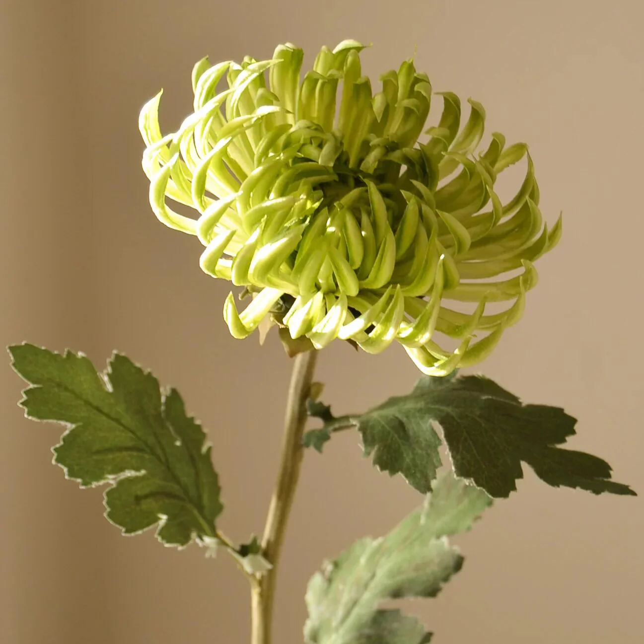 Semi-Cactus georgine kunstig blomst - lysegrøn - Image 2