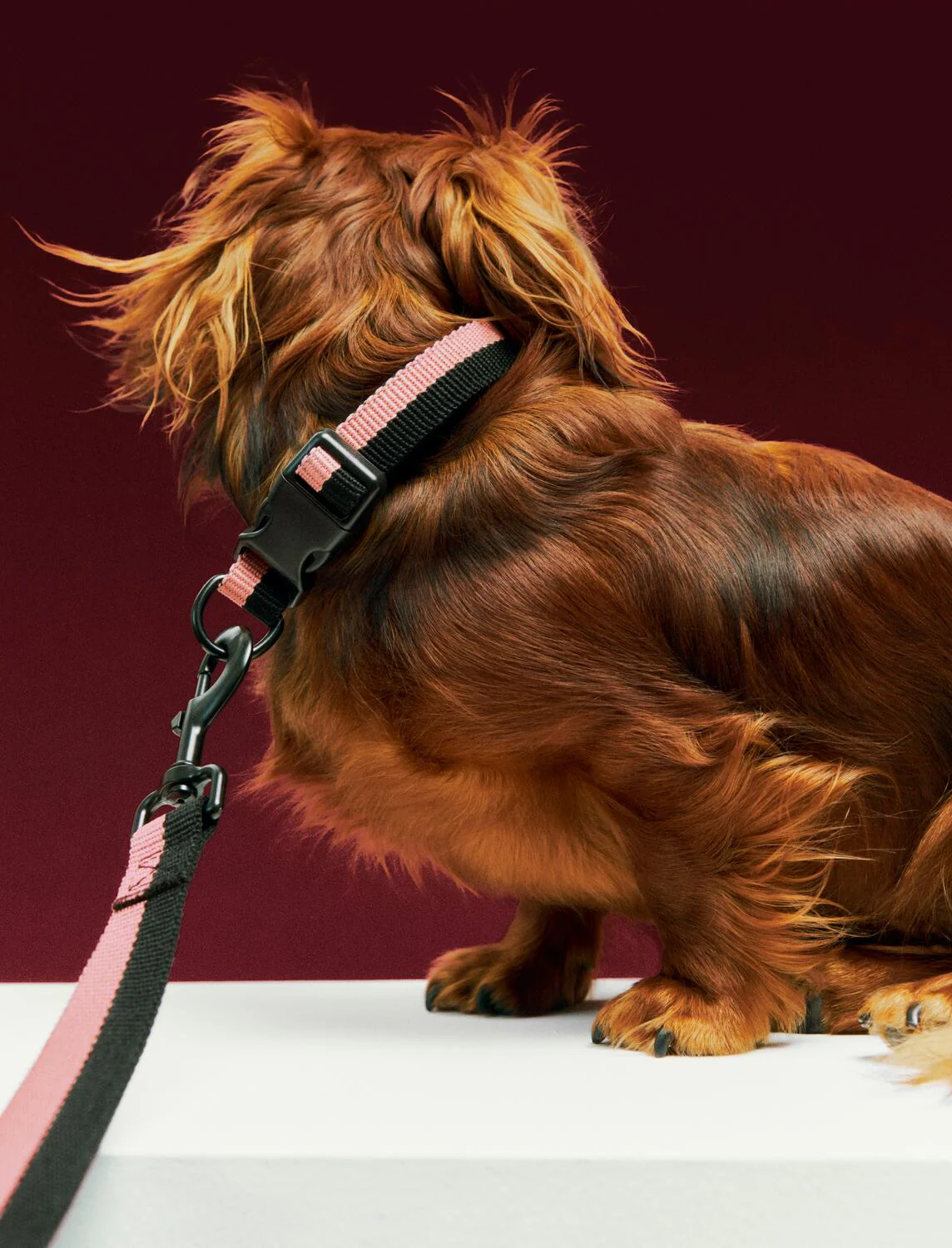 Flat hundehalsbånd - Pink - Image 3
