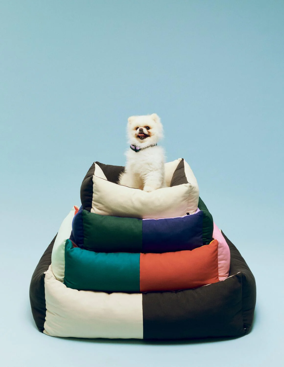 Hundeseng, Medium - Multi - Image 3